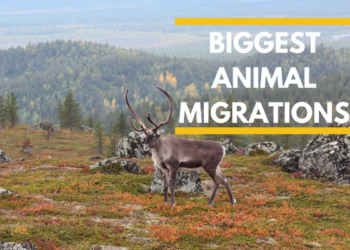 Biggest Animal Migrations - Localwriterpk