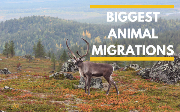 Biggest Animal Migrations - Localwriterpk