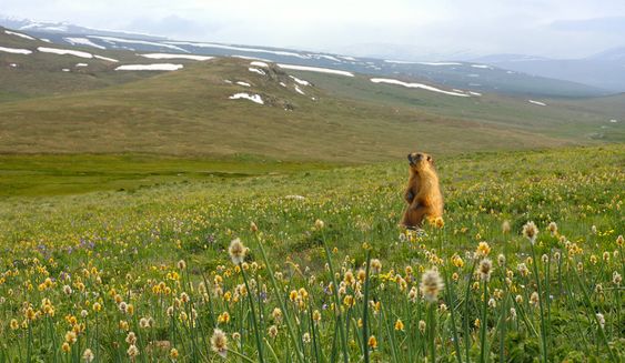 Deosai National Park